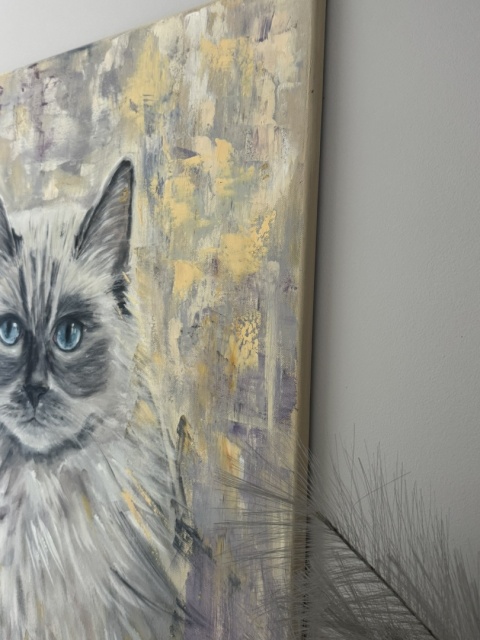 Obraz olejny 50x70 cm „Ragdoll Gillian– błękitne spojrzenie”