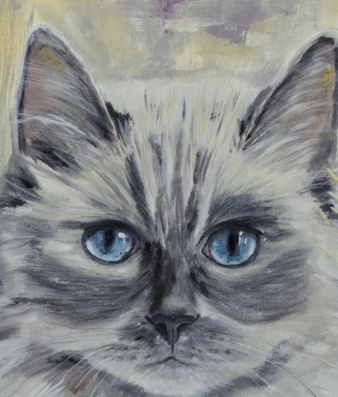 Obraz olejny 50x70 cm „Ragdoll Gillian– błękitne spojrzenie”