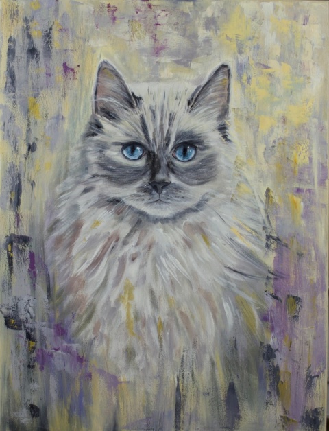 Obraz olejny 50x70 cm „Ragdoll Gillian– błękitne spojrzenie”